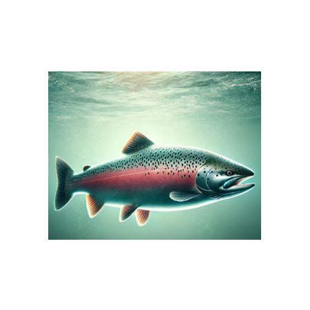 Salmon swimming underwater, rich source of Omega-3 for eye health and nutrition