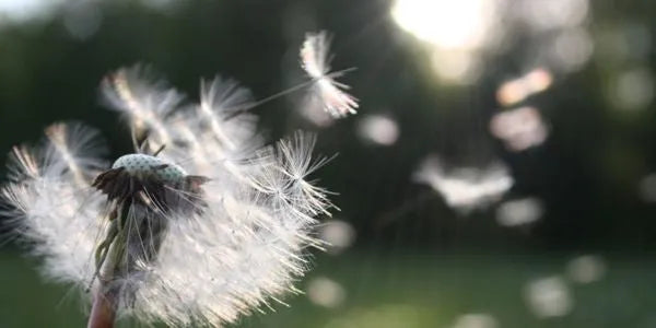 Close-up of dandelion seeds blowing in the wind, symbolizing airborne pollen allergy triggers.